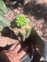 💎👑💎 Havran Preorder!