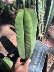 👑🌶️ Zulk — XL FAT 12” Pup