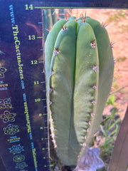 💎🌶️ Jada x Scop — XXL 14” Melon Pup