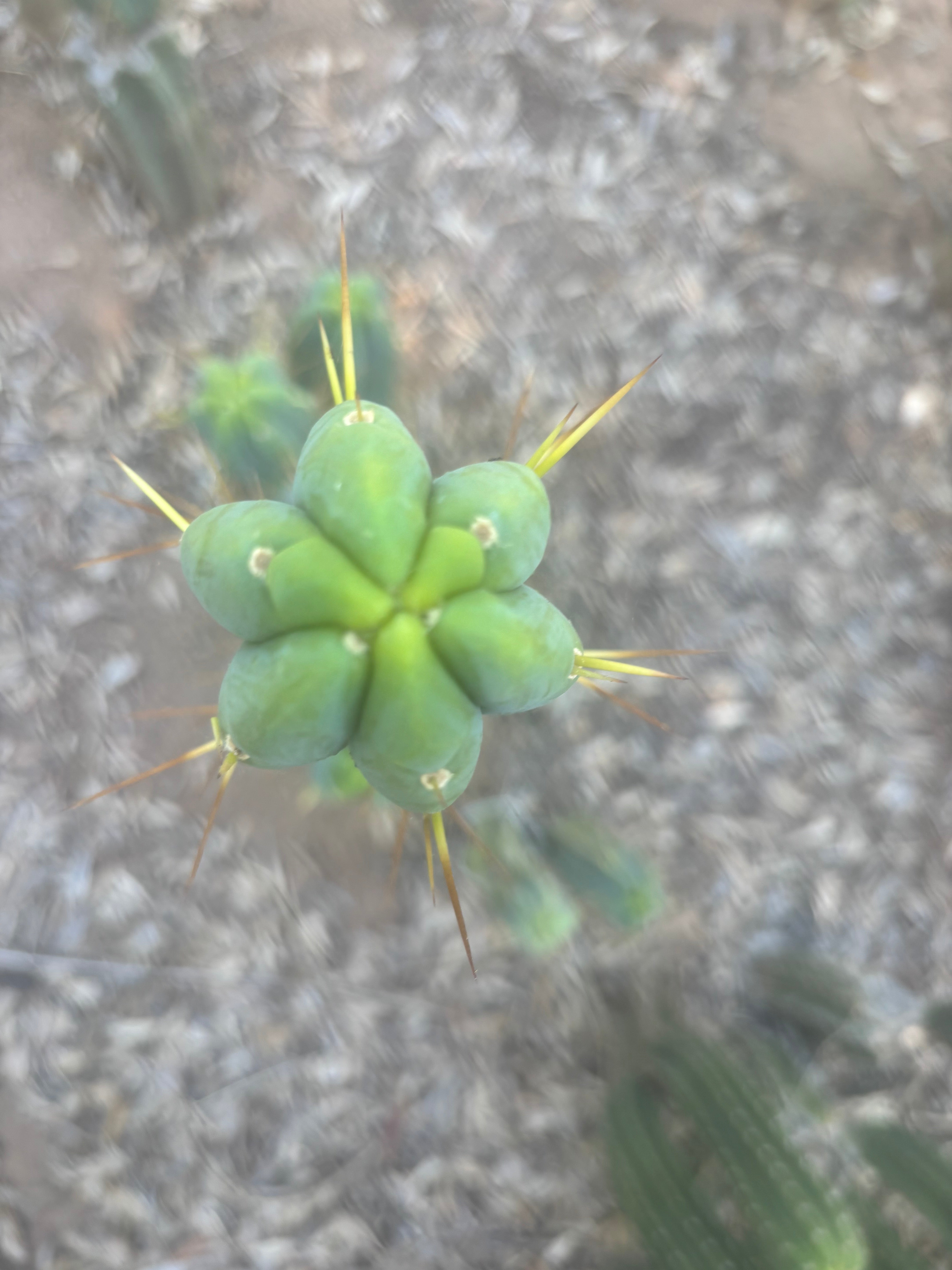 👑🌶️ Species C — XL 15” Pup
