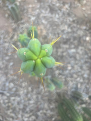 👑🌶️ Species C — XL 15” Pup