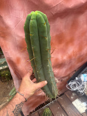 👑💎🌶️🌶️ Eileen — 17” Mega Tip