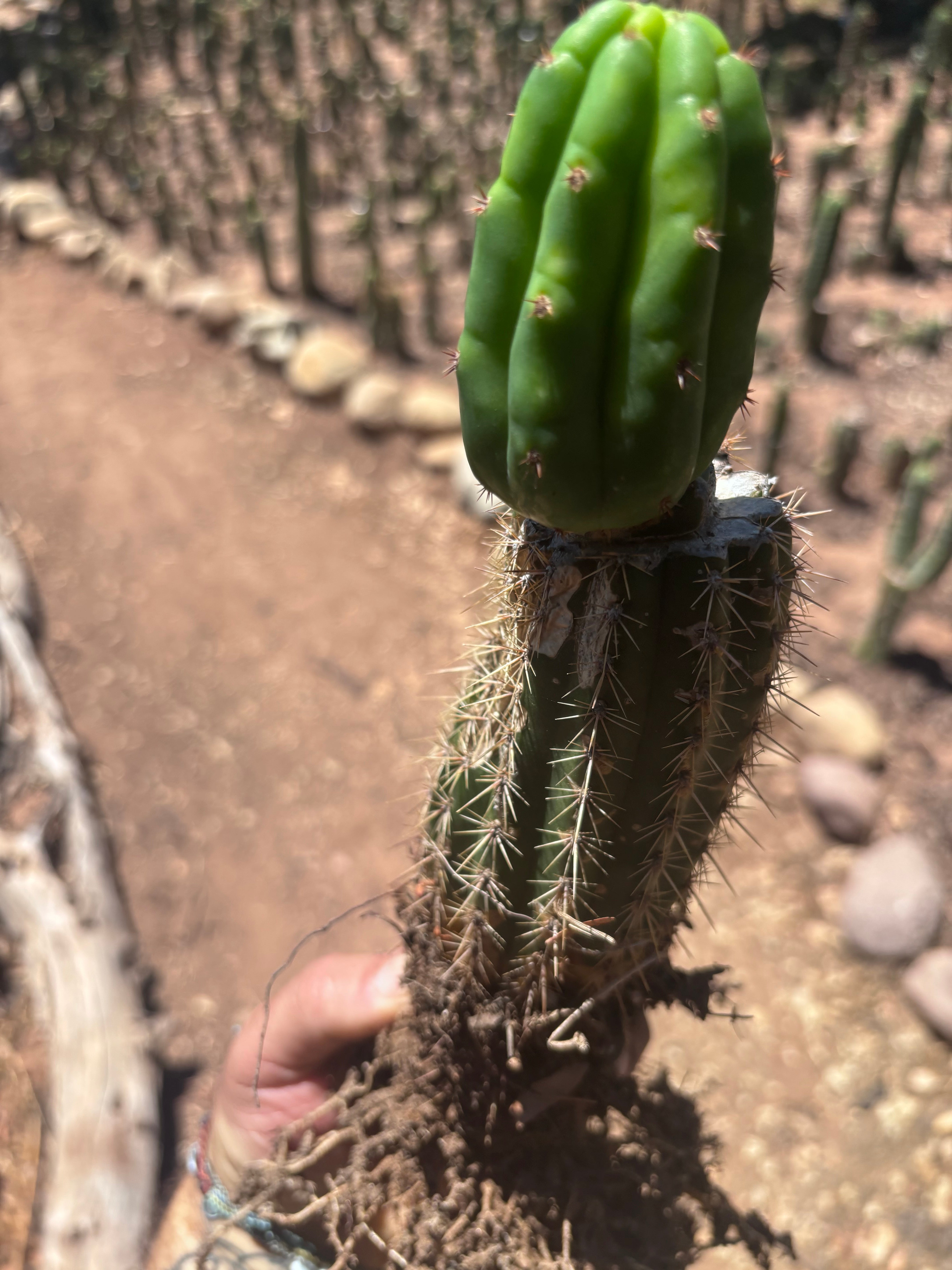 👑🌶️🌶️ KR04 — Whole Rooted Graft