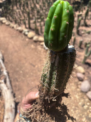 👑🌶️🌶️ KR04 — Whole Rooted Graft
