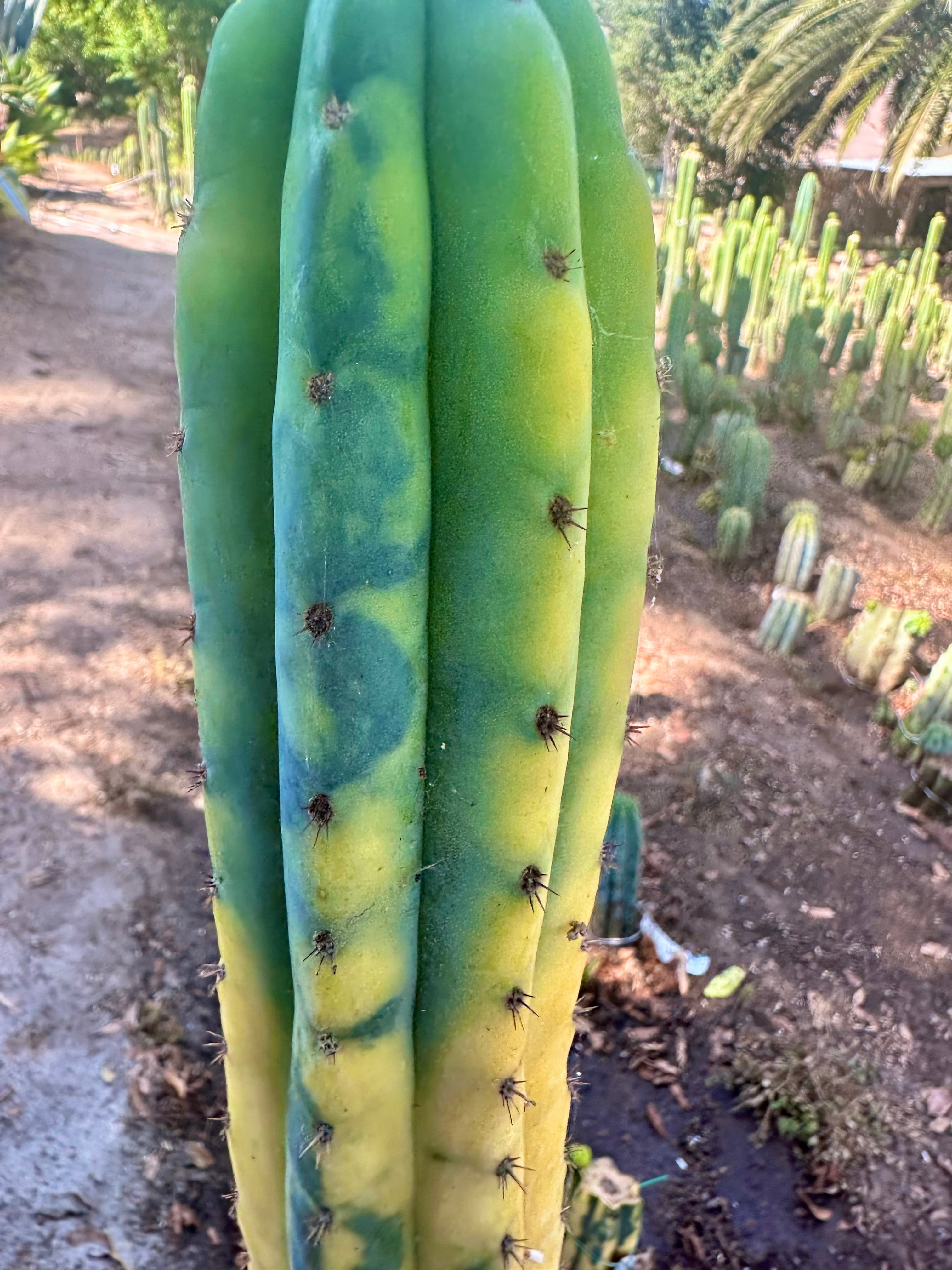 💎👑 Neon —  13” Tip