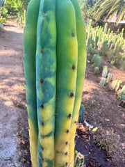 💎👑 Neon —  13” Tip