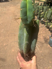 💎👑🌶️🌶️ Eileen — FAT XL Rooted Mid with Fourwang Pup