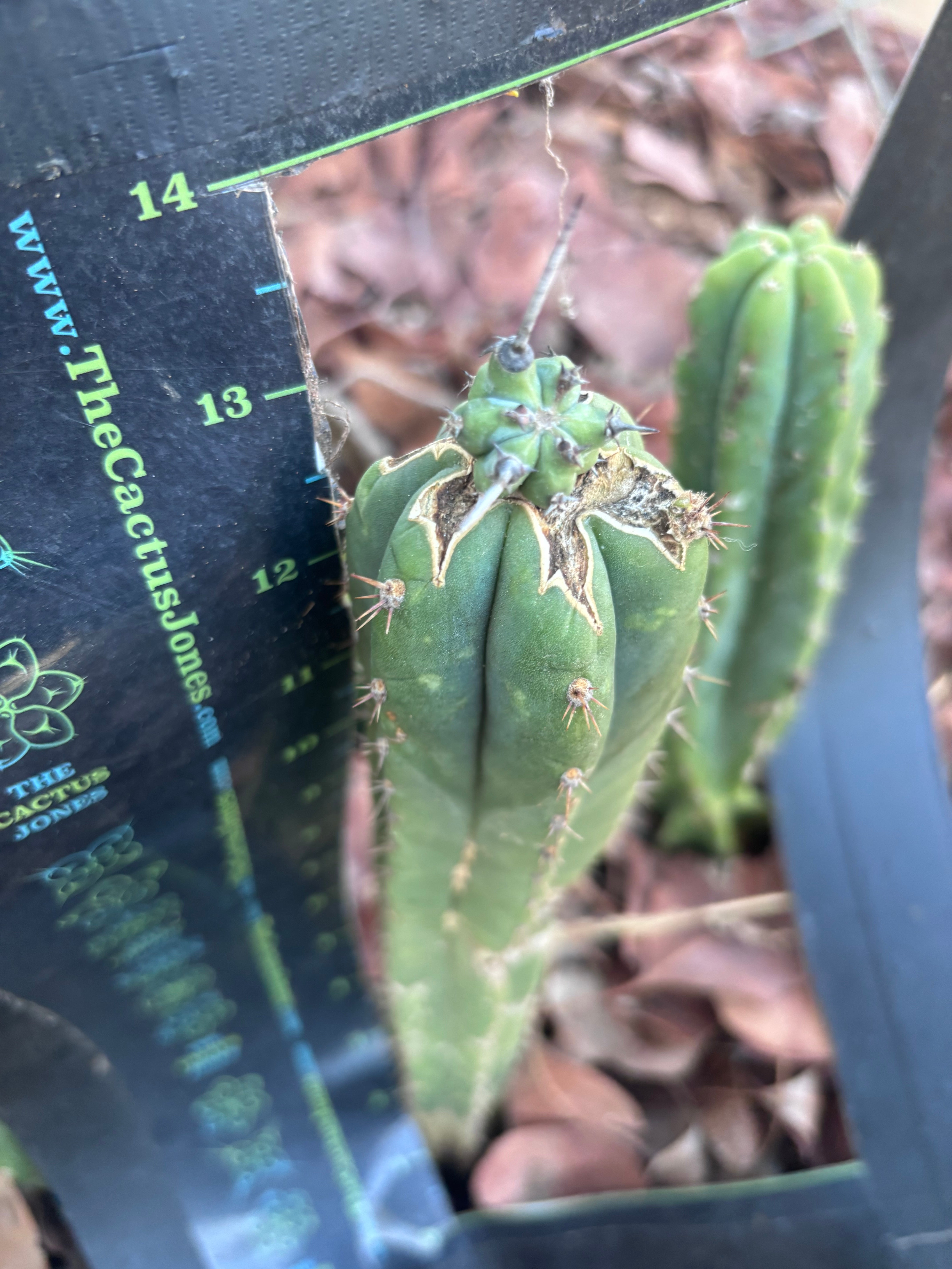🦄 👑 M Stacker — Fully Rooted Graft