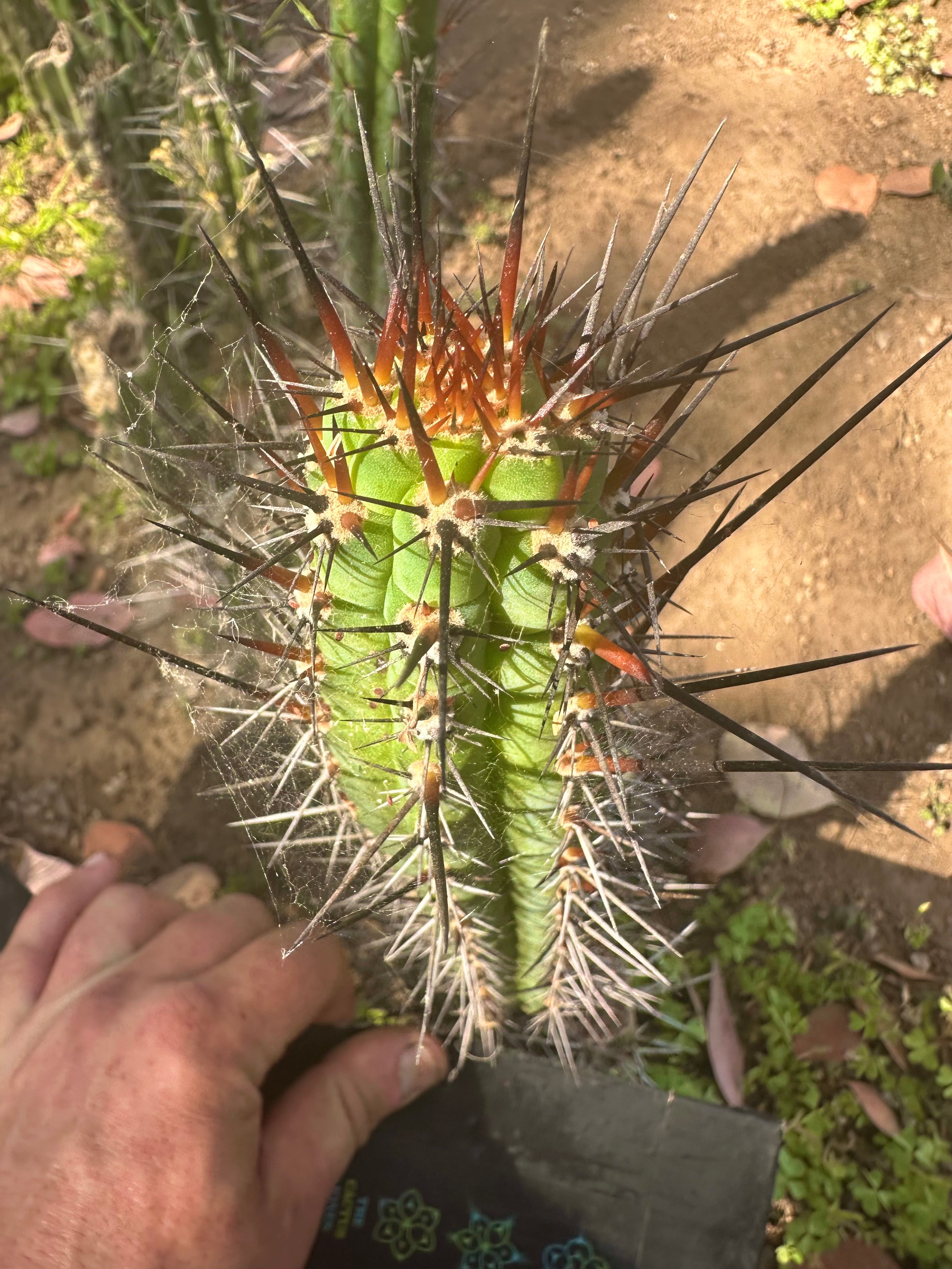 👑 SS04 — 10” Pup