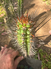 👑 SS04 — 10” Pup