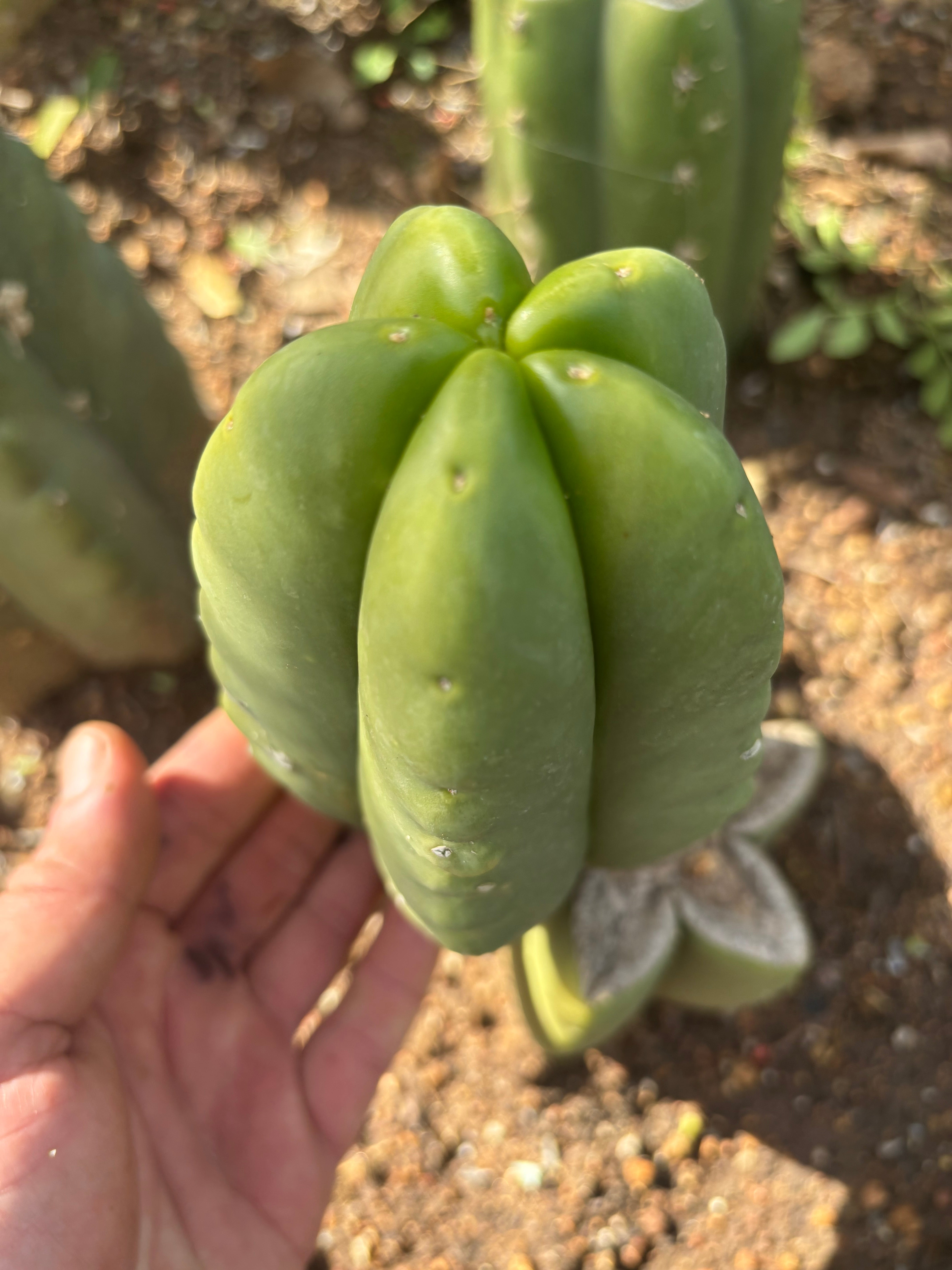 💎👑💎🌶️ Ferah! — Another Grenade