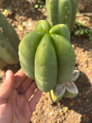 💎👑💎🌶️ Ferah! — Another Grenade