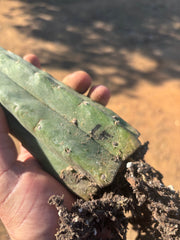 👑🌶️🌶️ Landfill — 10” Rooted Tip