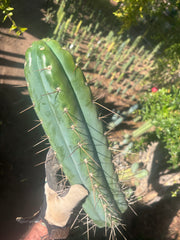 🌶️ SS02 x Kimura’s Spiny Giant  — Another Massive 16” Tip