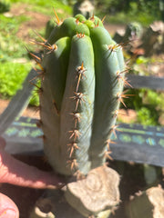 💎👑  Bart! — Chubby 8” Pup