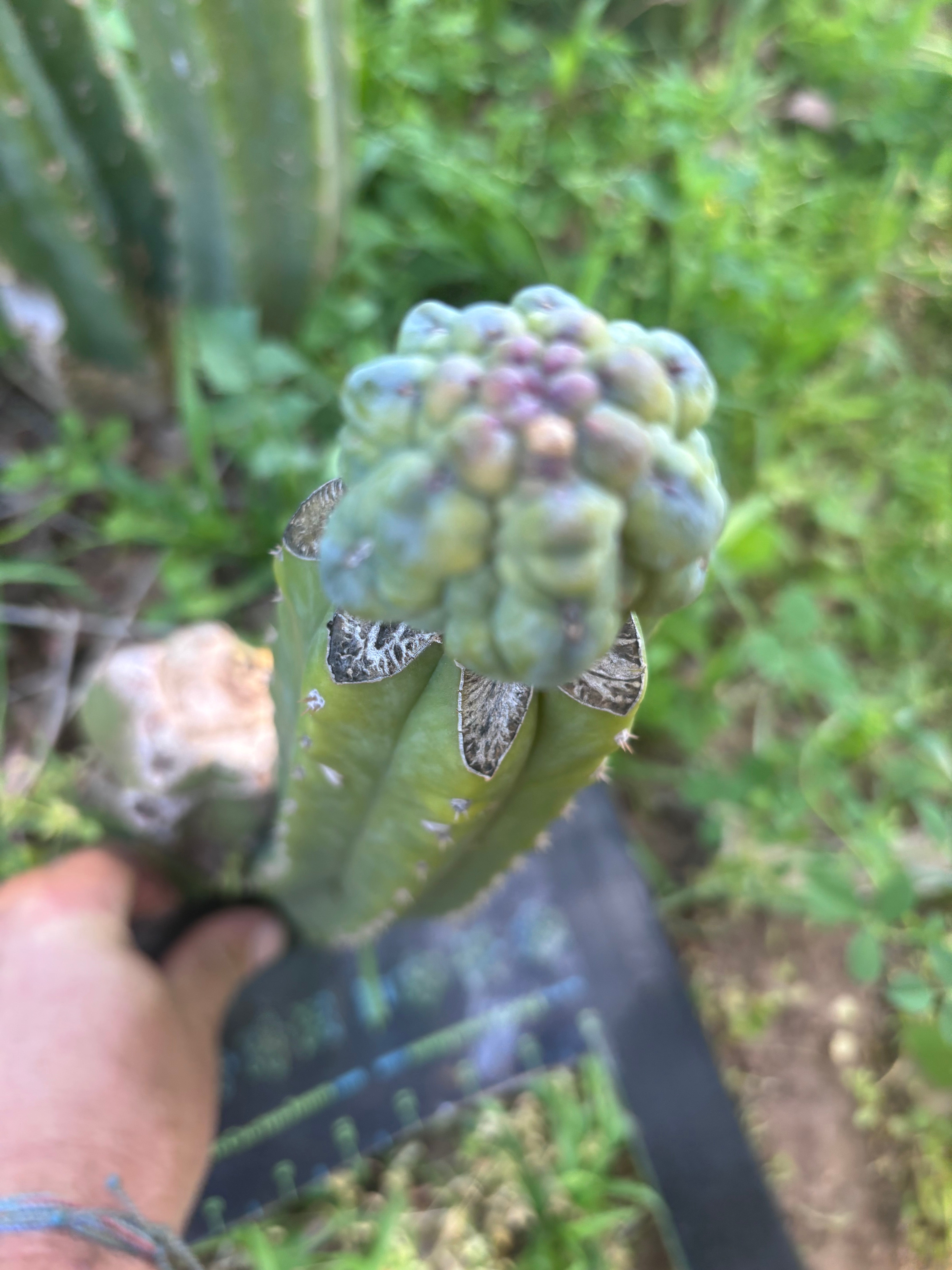 👑💎 And Again … Glorp Tip Graft