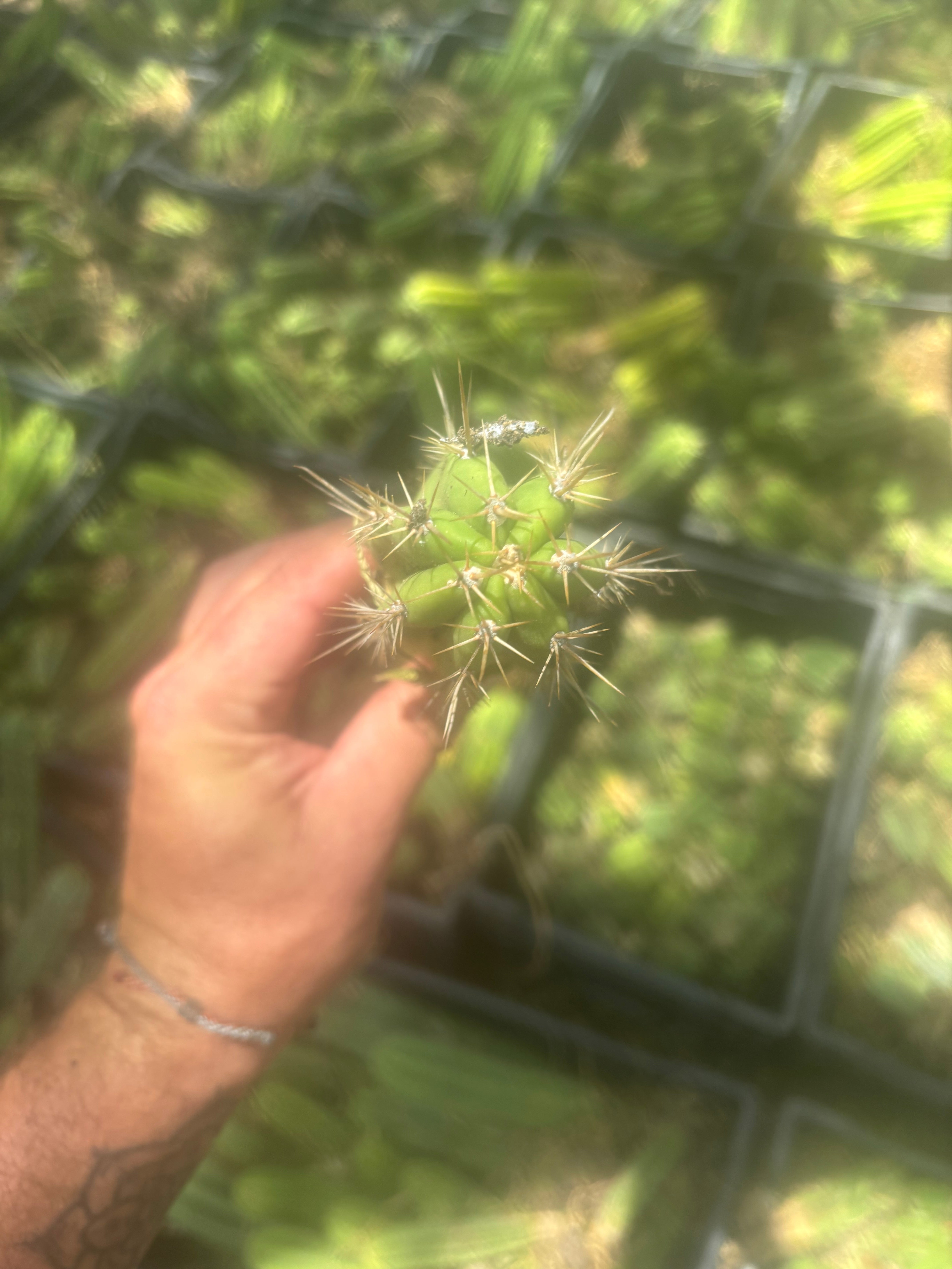 NEW ADD-ON FREEBIE —  Mystery Yearling