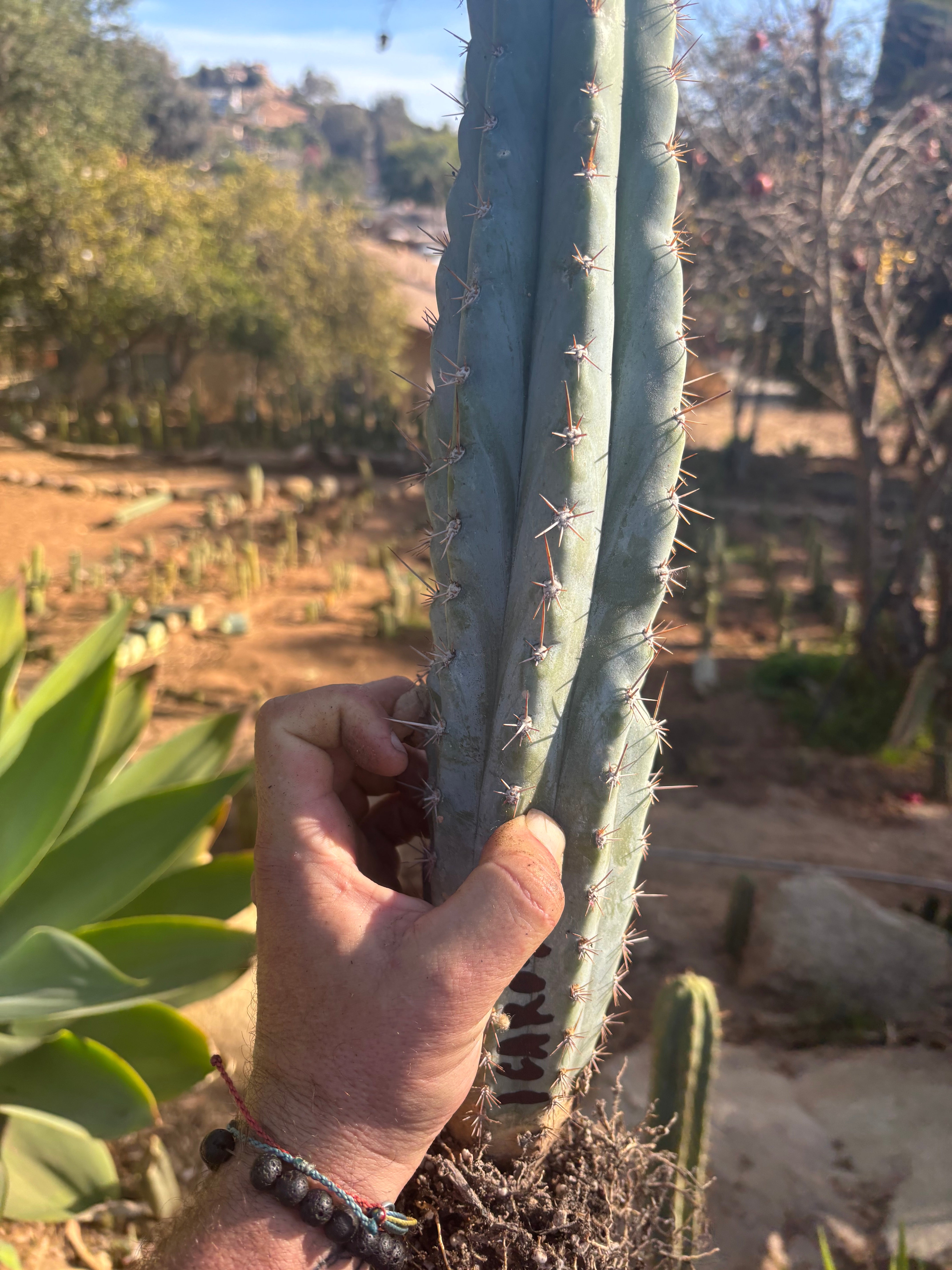 👑💎  Icaros DNA  — XL 17” Fully Rooted