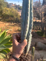 👑💎  Icaros DNA  — XL 17” Fully Rooted