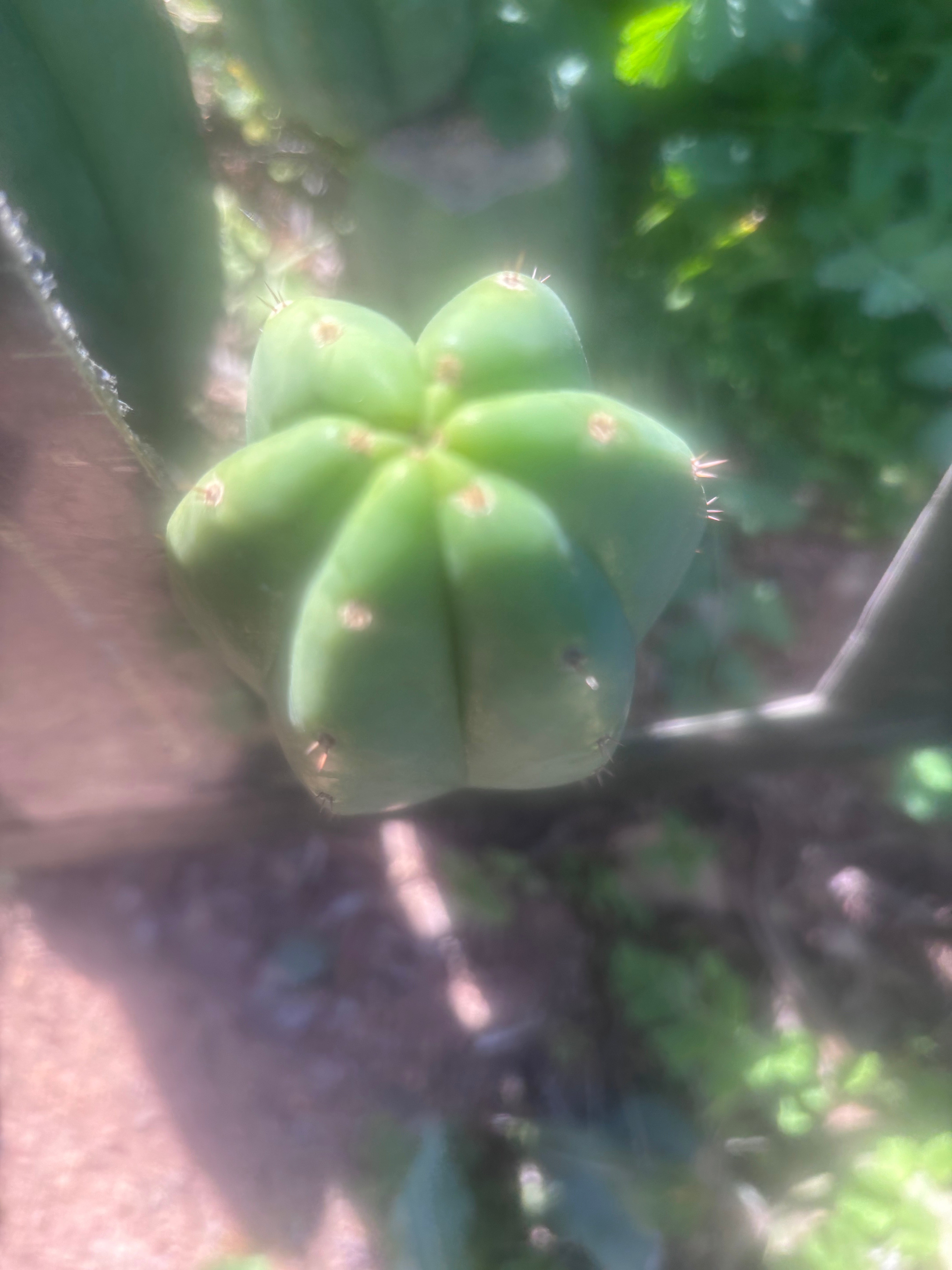 💎👑🌶️ LMP — 7” Tip