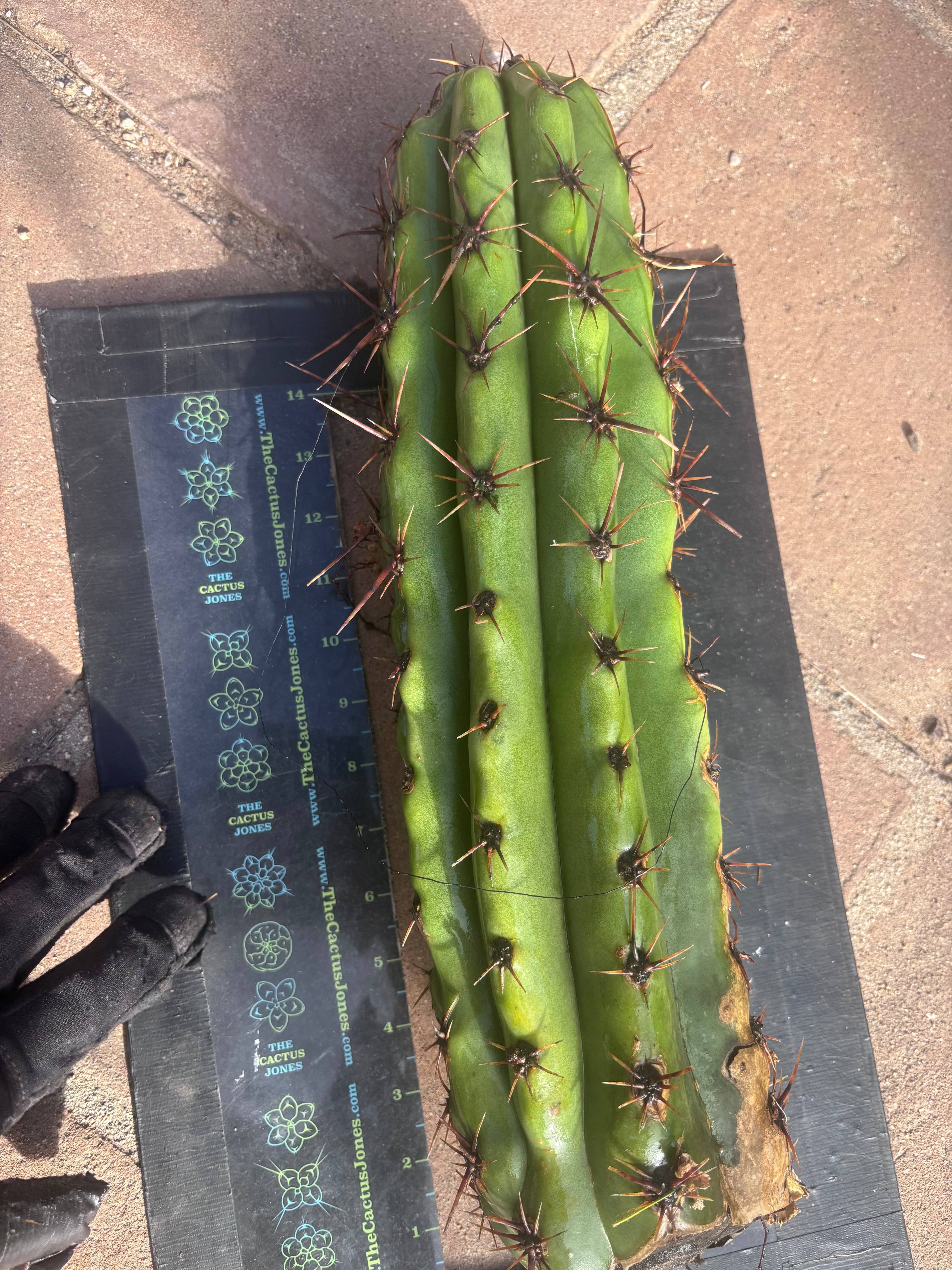 Tacaquirensis — Massive 16” Tip