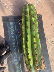 Tacaquirensis — Massive 16” Tip