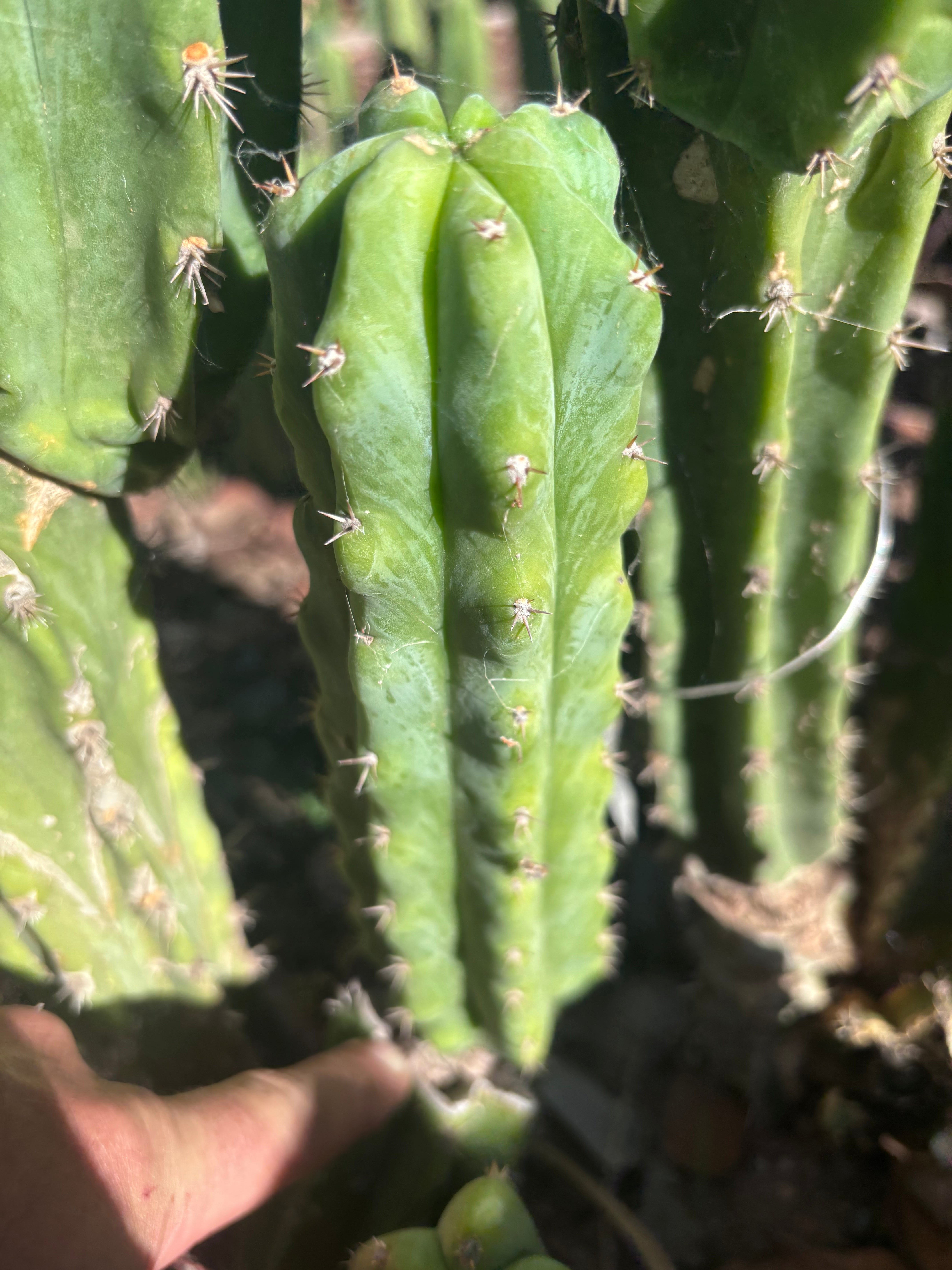 🌶️🌶️ NoidTwo — 8.5” Pup