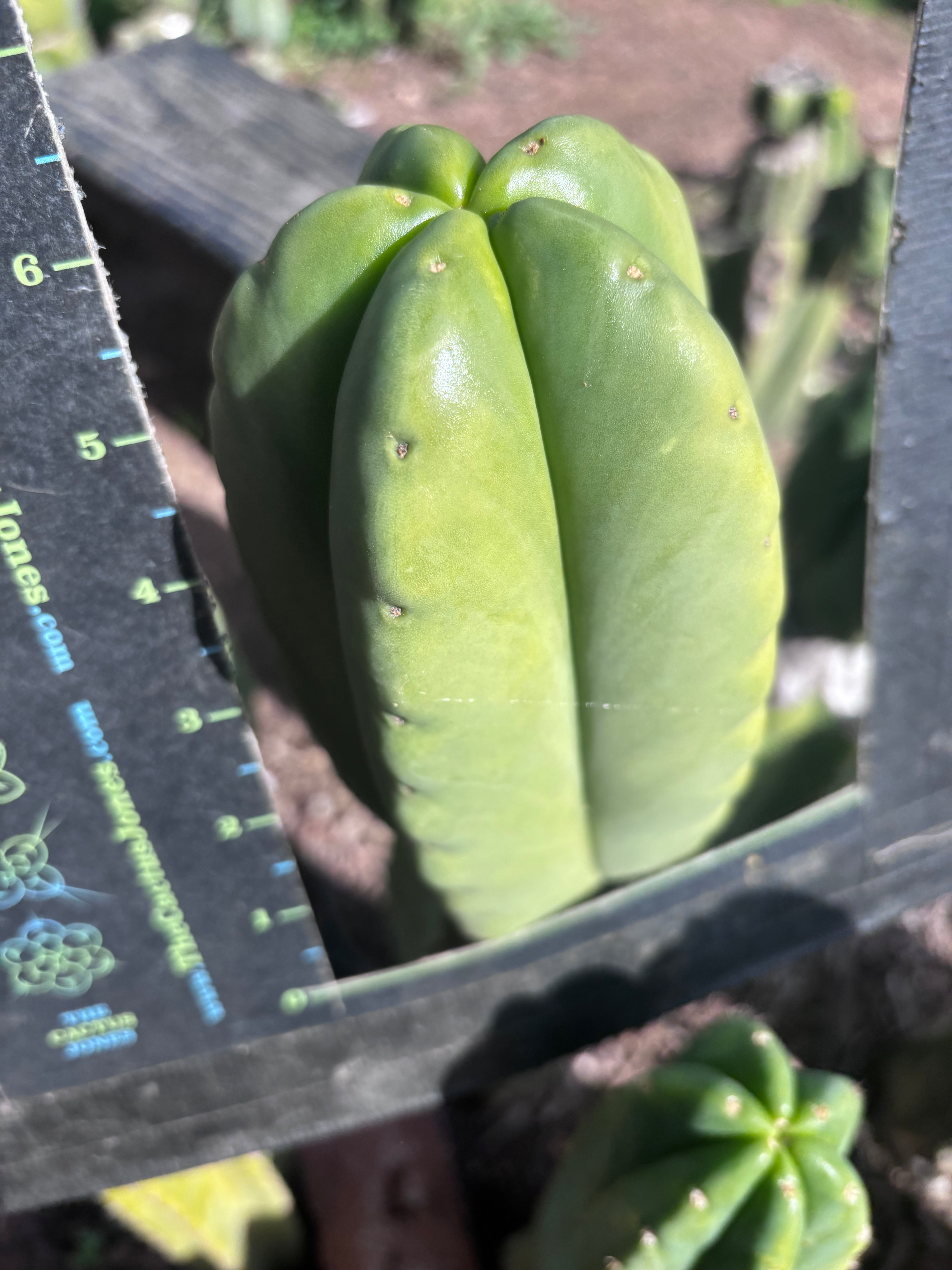 💎👑💎🌶️ Ferah — Chonky 6” Tip