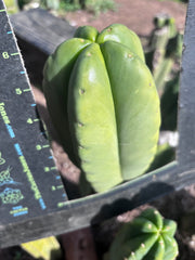 💎👑💎🌶️ Ferah — Chonky 6” Tip
