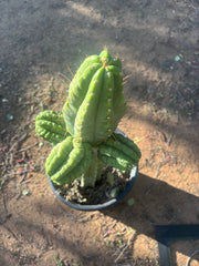 💎👑💎 Havran — Biggest Rooted Graft Ever!