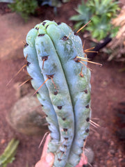 💎🌶️ Noid of the Moment — 12” Pup