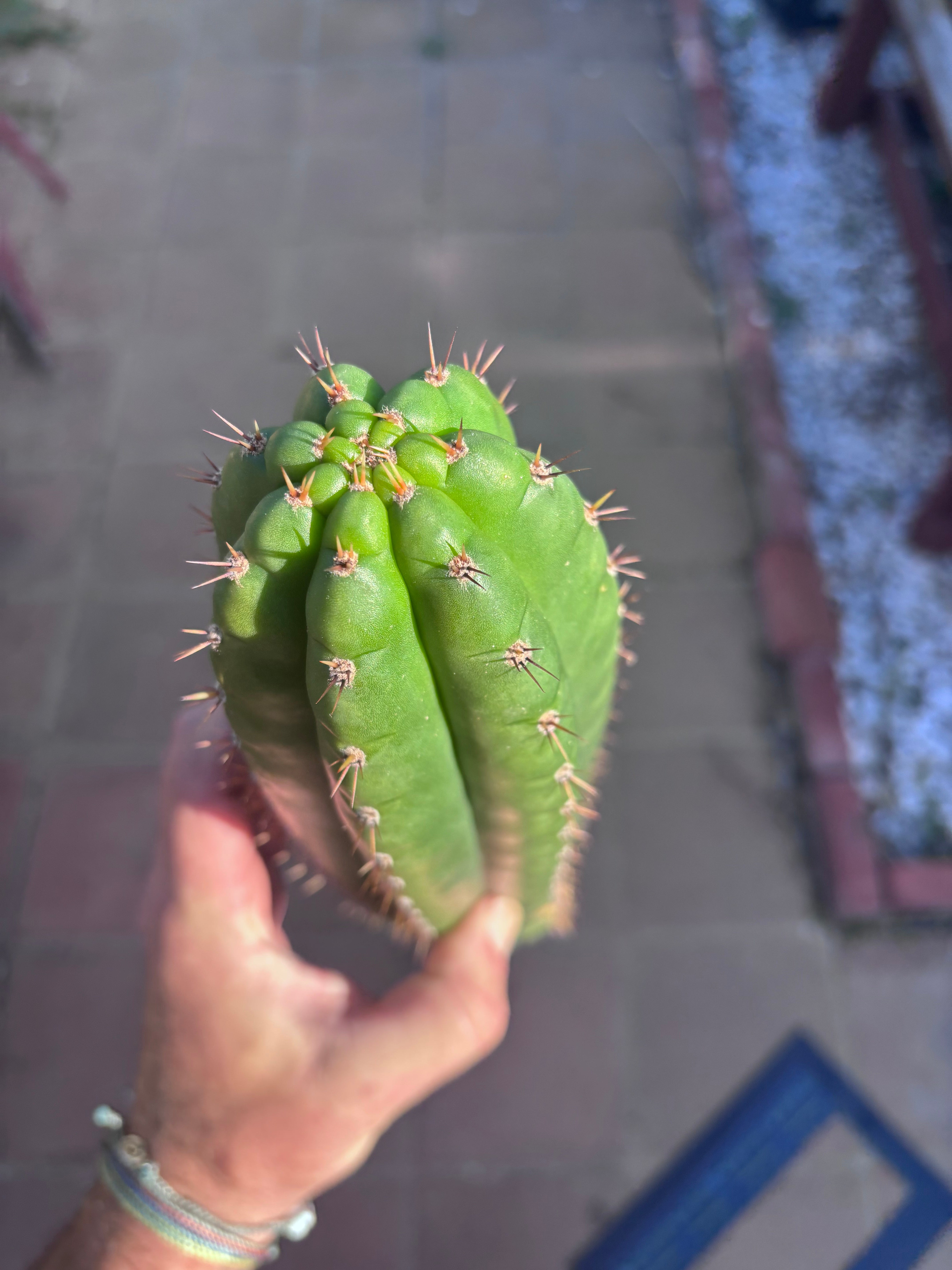 👑 LER  — 10” Pup