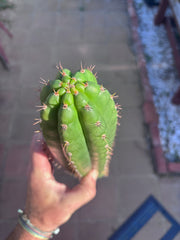 👑 LER  — 10” Pup