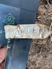 👑 Gawler — 10” Pup