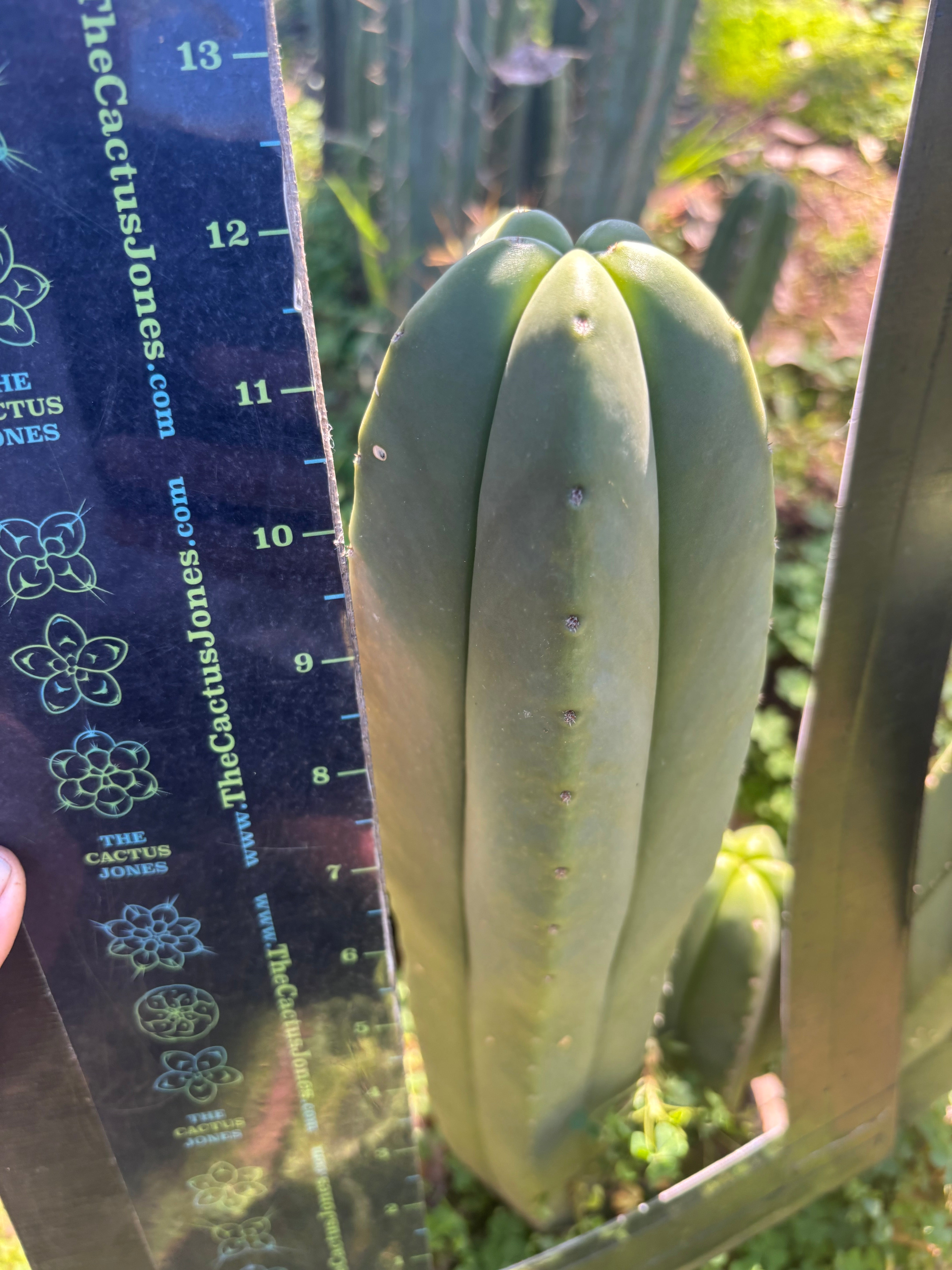 💎 Primo Aussie Scop  — 13” Tip