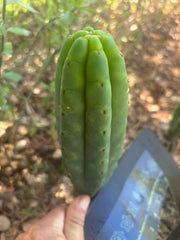 💎👑🌶️🌶️ KR04 — 9” Tip