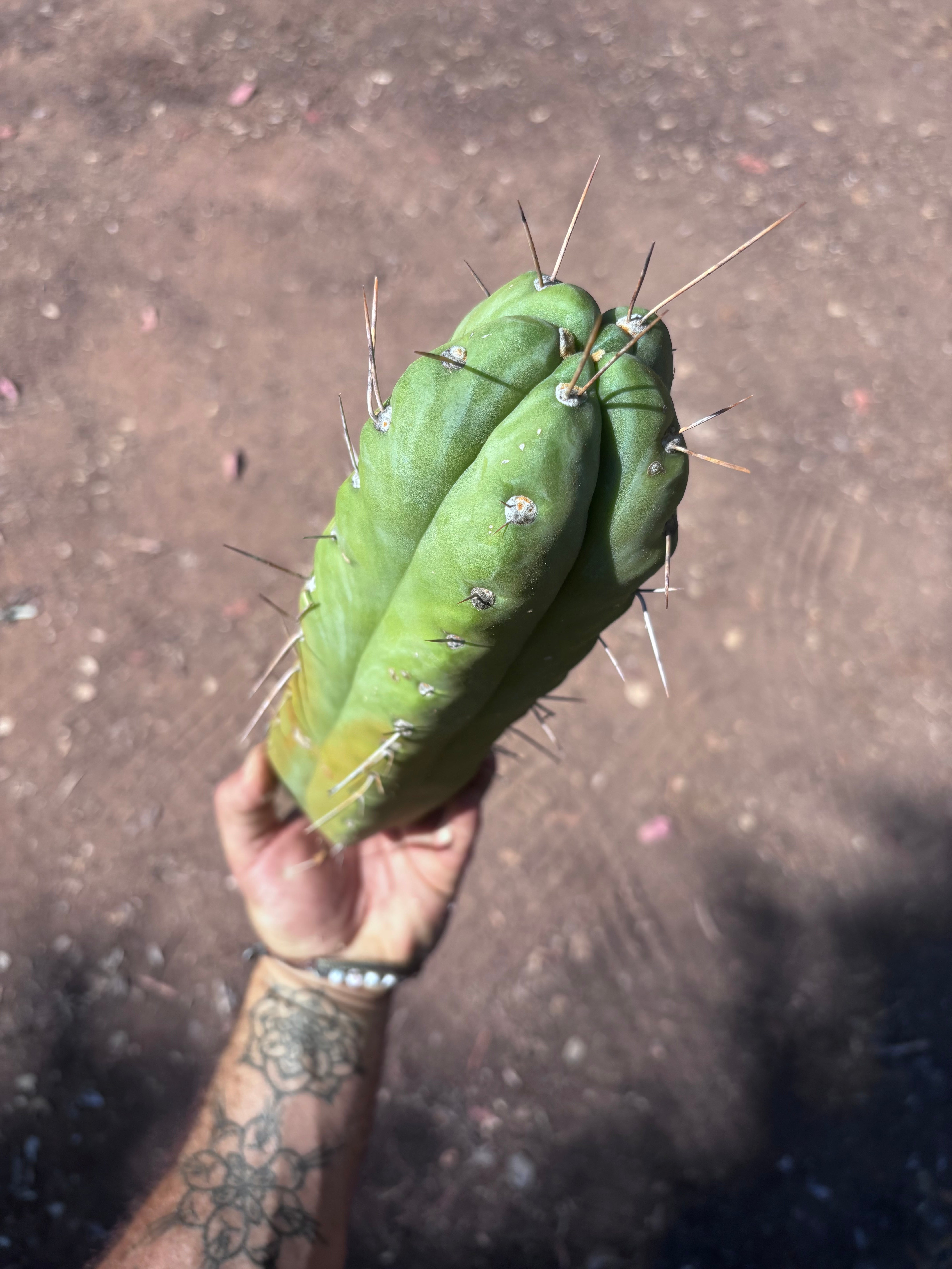 👑🌶️🌶️  Jiimz Twin — XL Fat 13” Tip