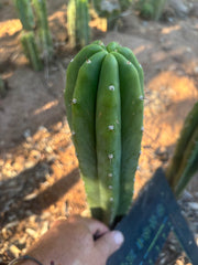 👑🌶️🌶️ Landfill — 10” Tip