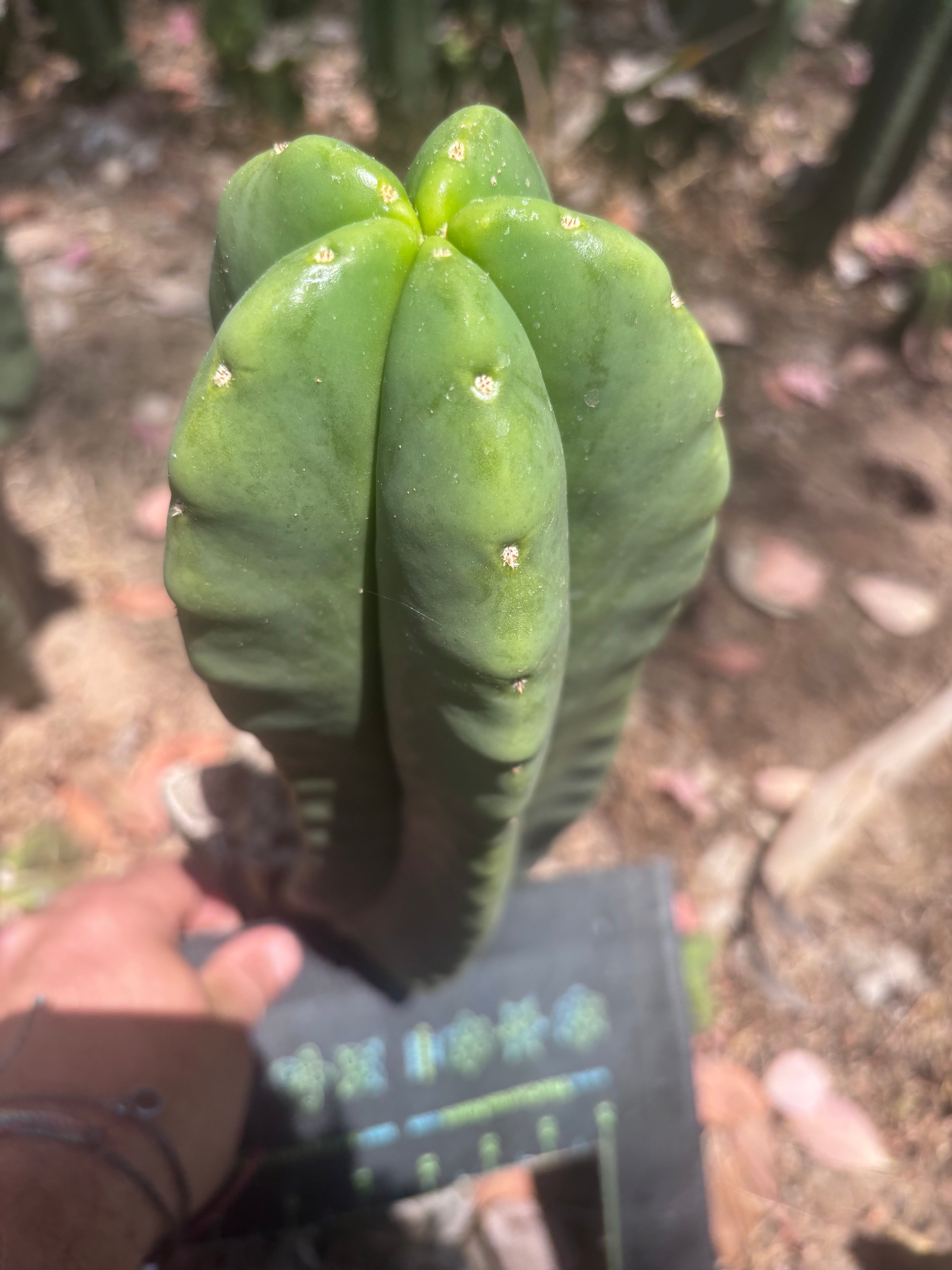 👑💎🌶️ Zulk — Fat 12” Pup