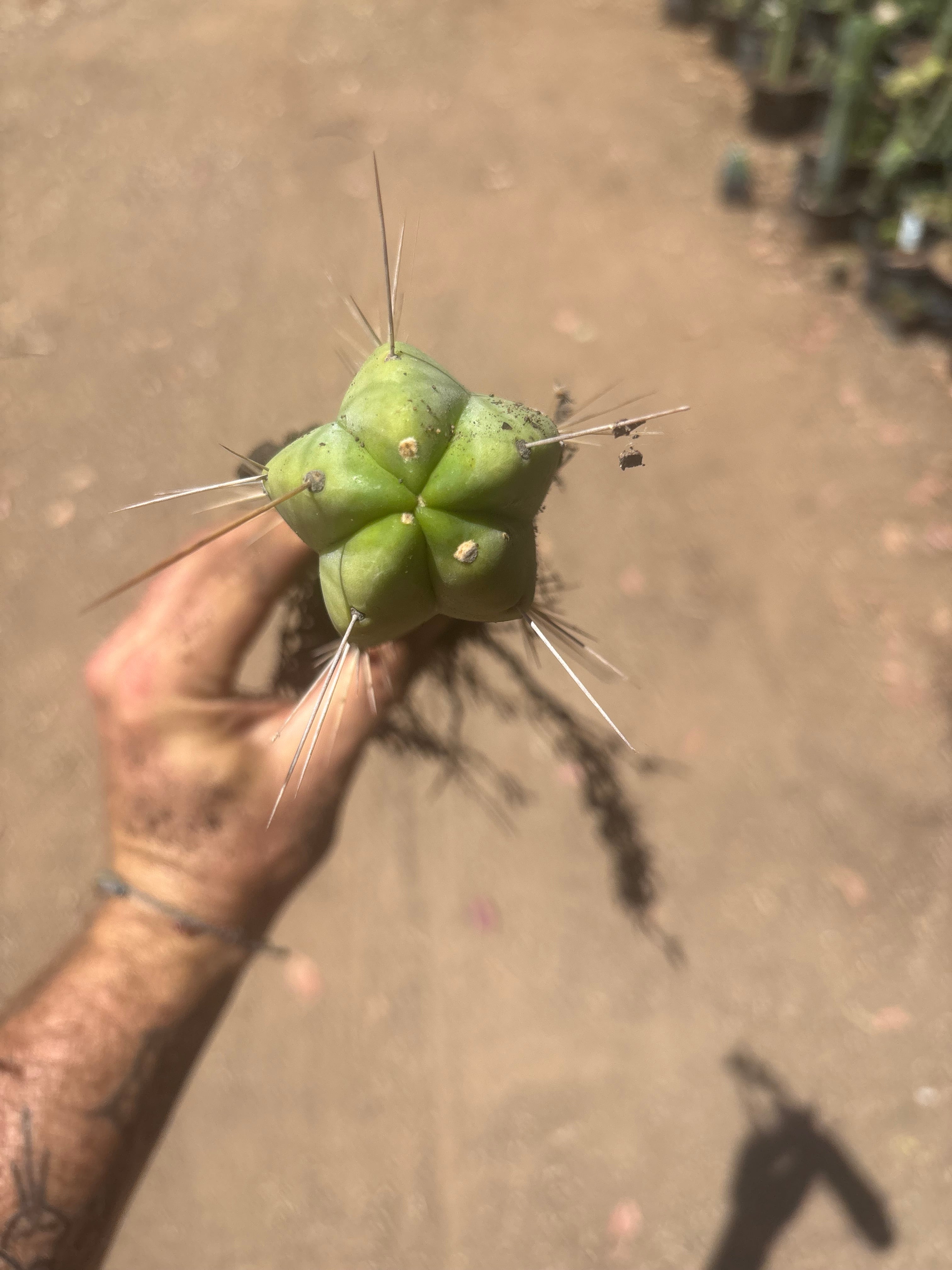👑🌶️🌶️ Eileen — Fully Rooted 11” Tip
