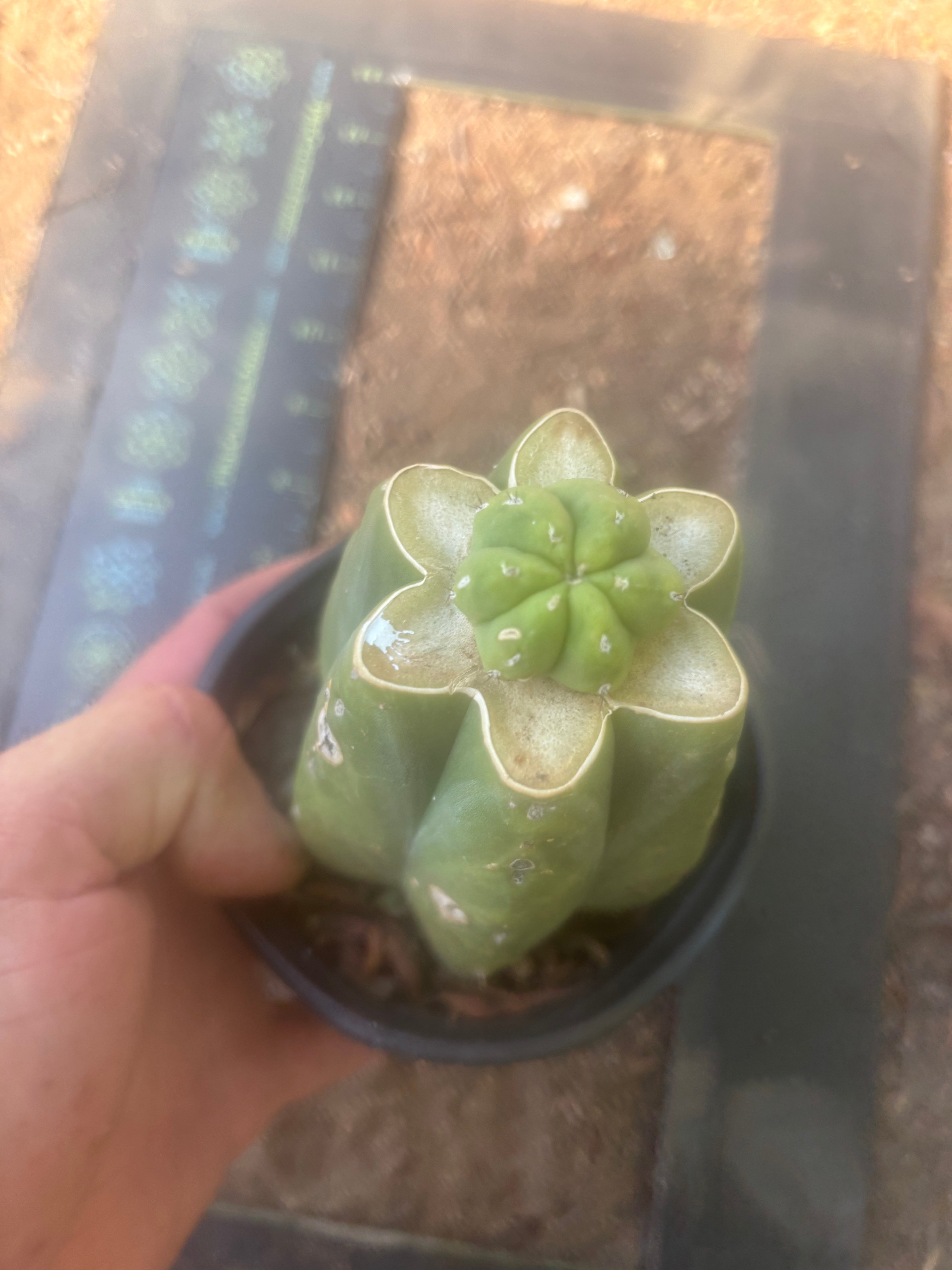 👑💎🌶️  CSD — Pup Graft on Rooted Pierre