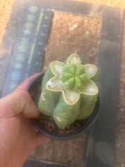 👑💎🌶️  CSD — Pup Graft on Rooted Pierre