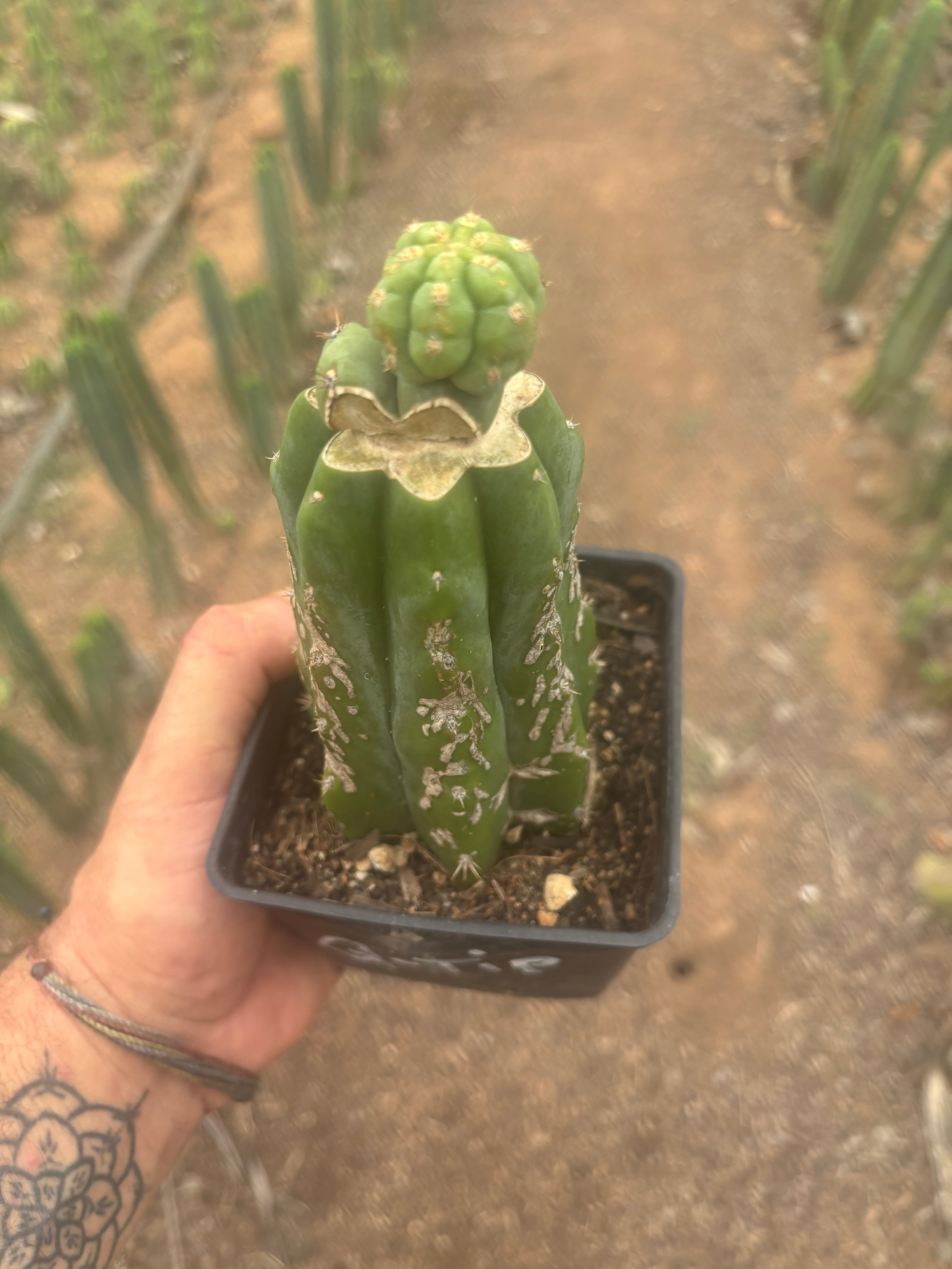 💎👑 Q-Tip — Pupping Slab Graft on Rooted PC