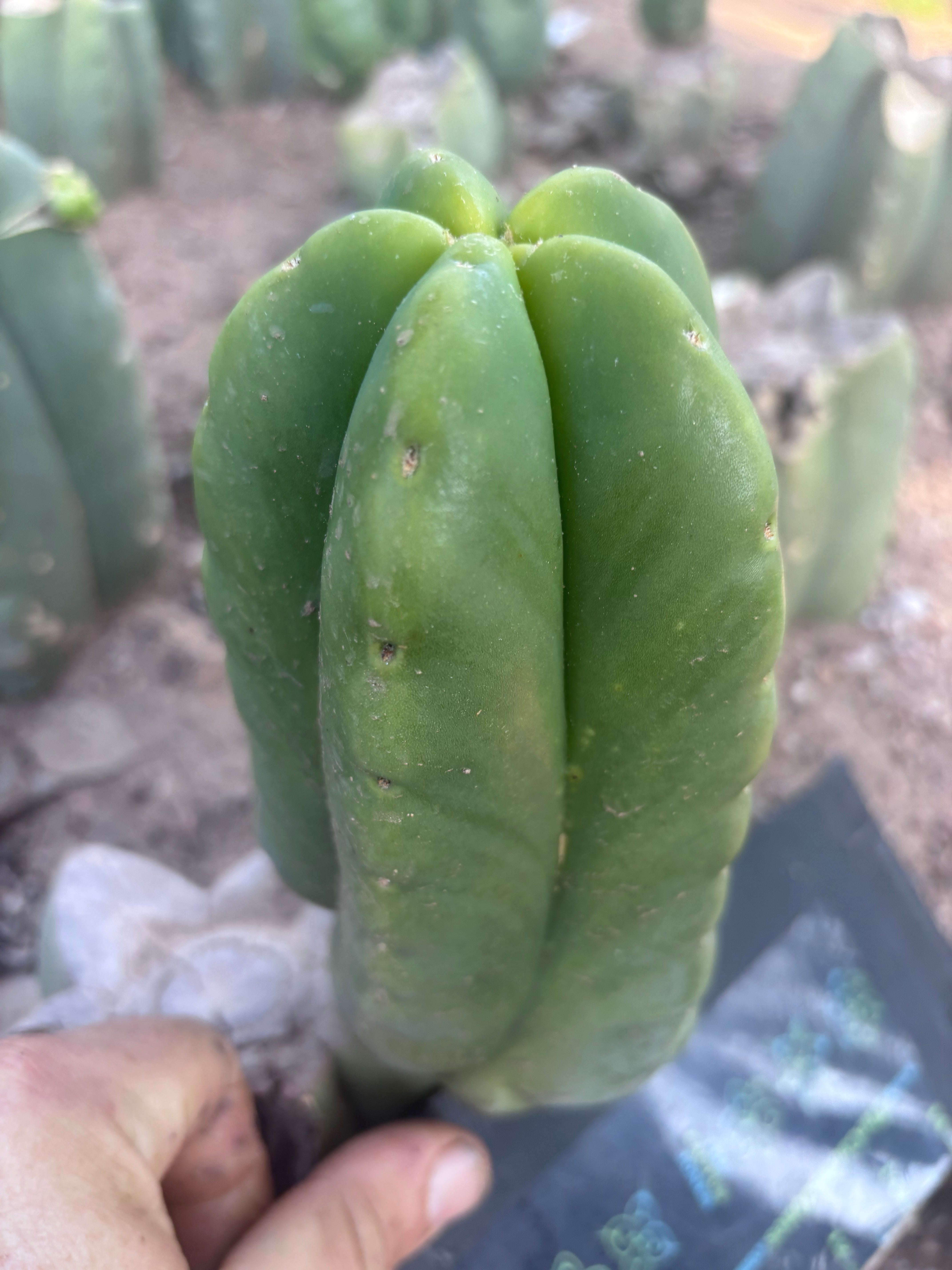 💎👑💎🌶️ Ferah! — Fat 8” Pup