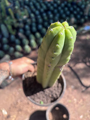 👑🌶️ Ecuadorian Pach — Rooted 13”