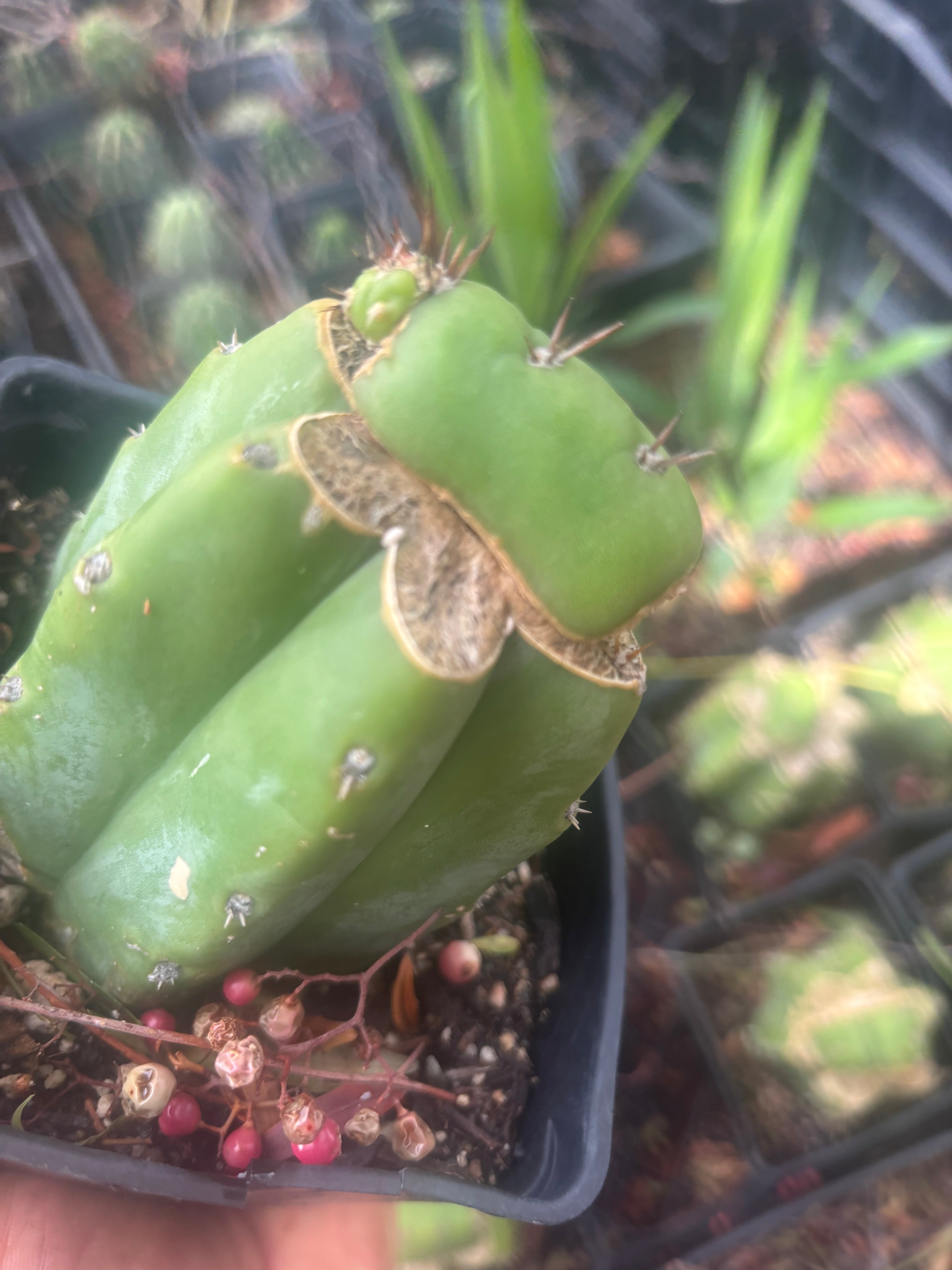 💎👑💎 Parque de las Leyendes —BK08611.4 Clone A —  Rooted Slab Graft w/ Pup Starting