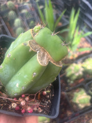 💎👑💎 Parque de las Leyendes —BK08611.4 Clone A —  Rooted Slab Graft w/ Pup Starting