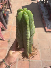 👑🌶️ Scop A — Fully Rooted 15” Tip
