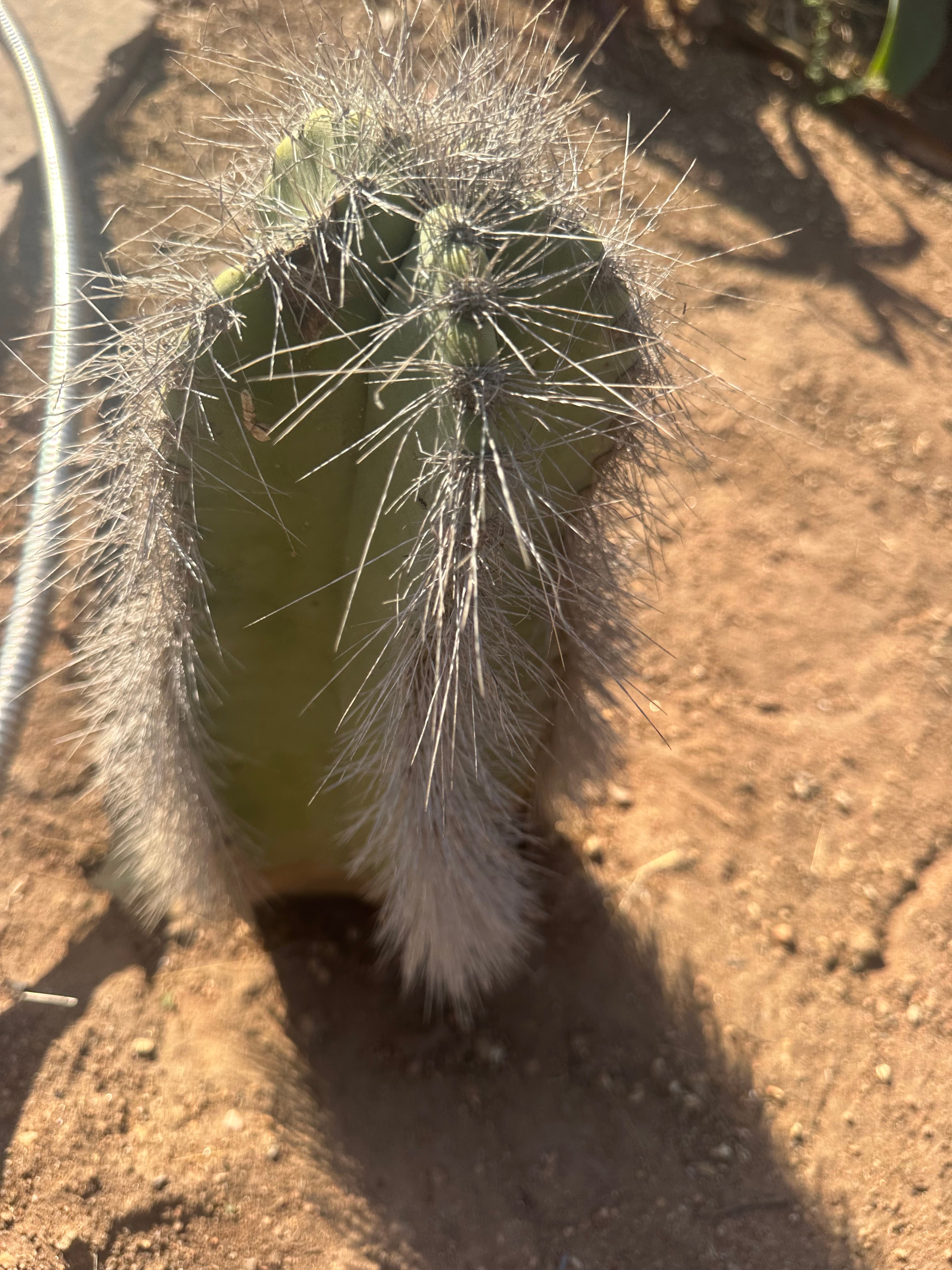 👑 Wooly Rhino — Rooted 11” Whole Plant