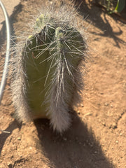 👑 Wooly Rhino — Rooted 11” Whole Plant